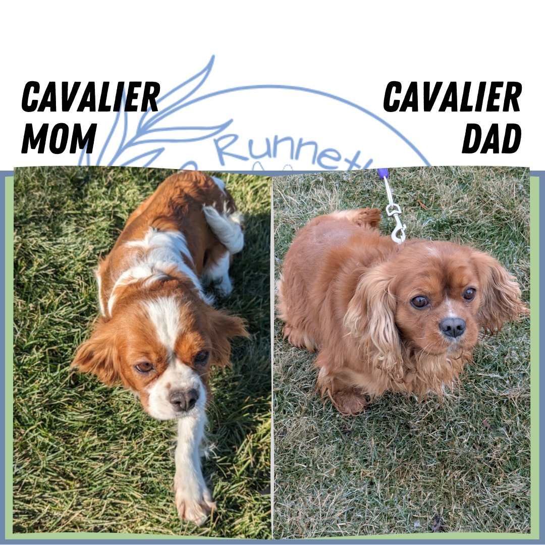 CAVALIER (12/26) MALE