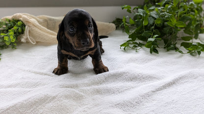 MINI DACHSHUND (01/27) MALE