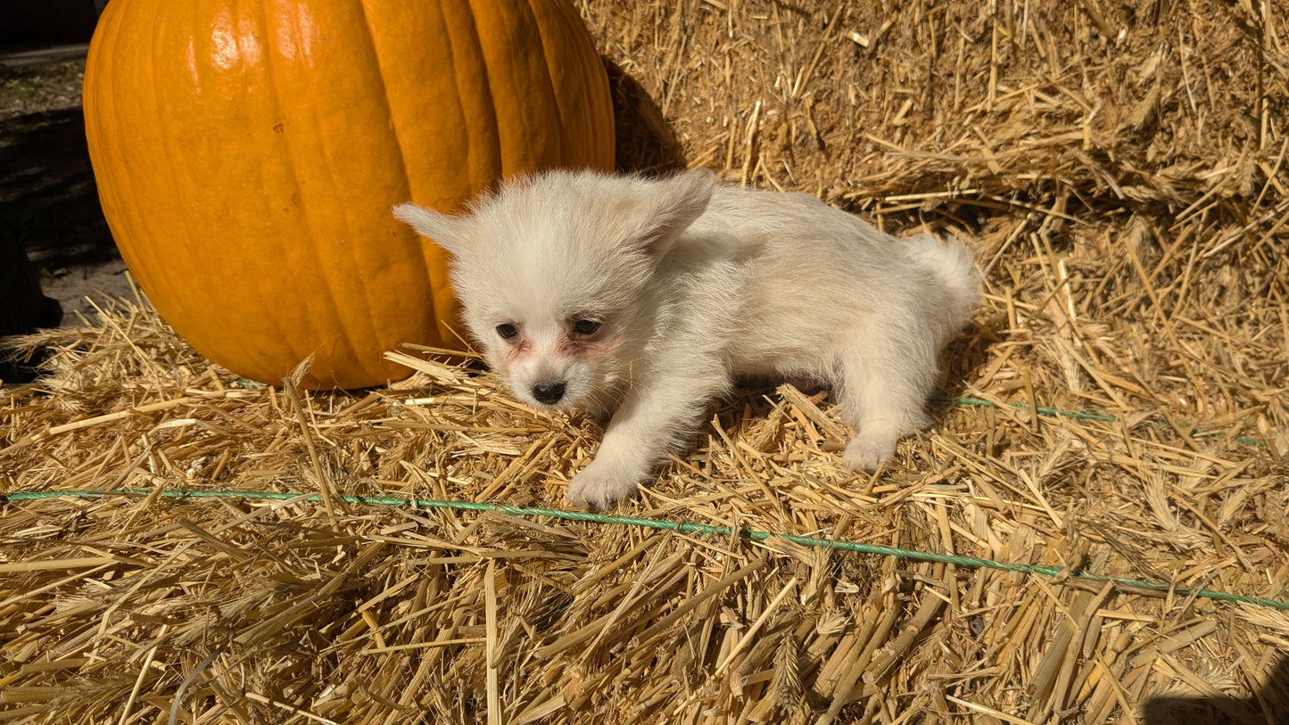 POMSKY-POO (08/13) MALE