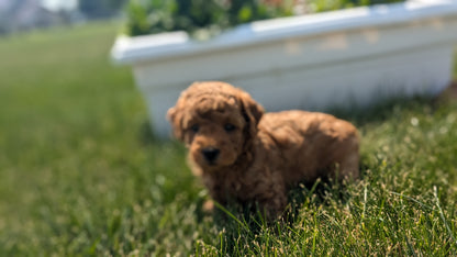 TOY POODLE (05/12) MALE