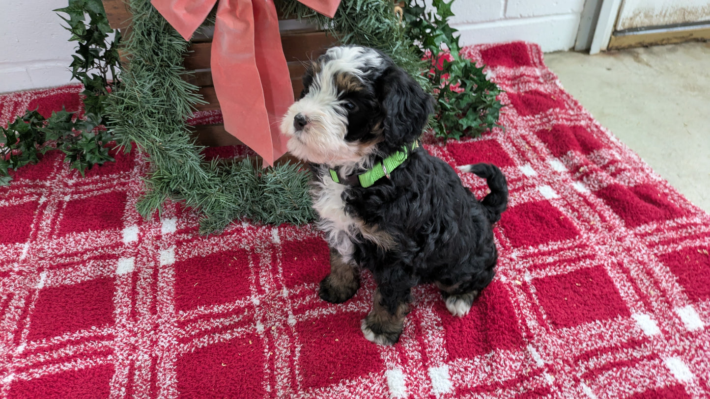 MINI BERNEDOODLE (11/07) FEMALE