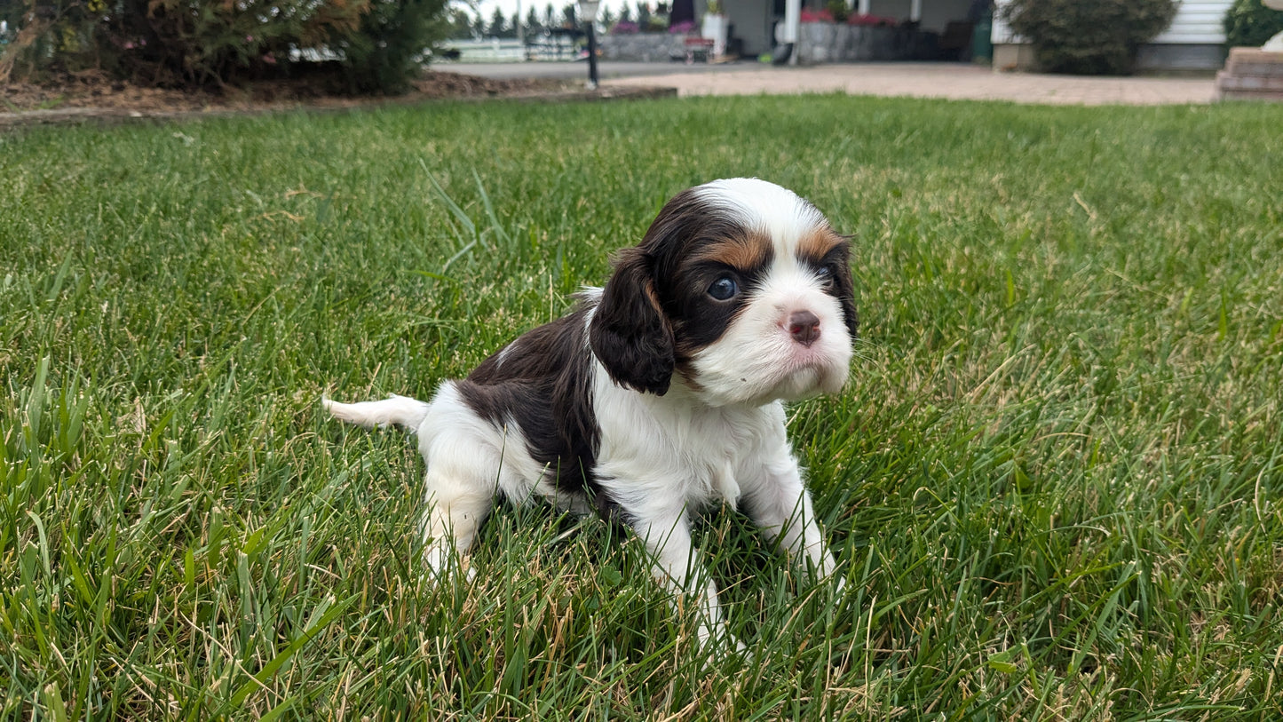 CAVALIER (05/17) MALE