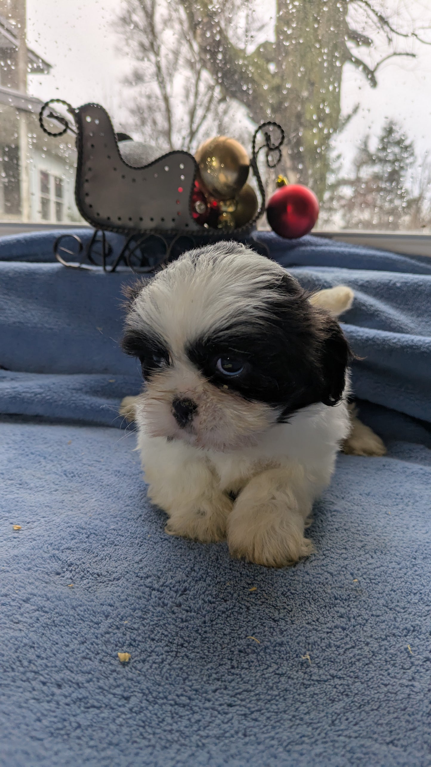 SHIH TZU (10/28) FEMALE