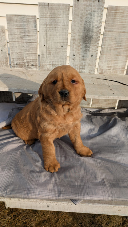 GOLDEN RETRIEVER (12/24) FEMALE