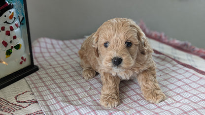 MINI GOLDENDOODLE (12/09) FEMALE