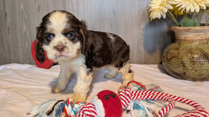 COCKER SPANIEL (12/21) MALE