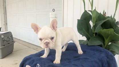 FRENCH BULLDOG (04/17) FEMALE