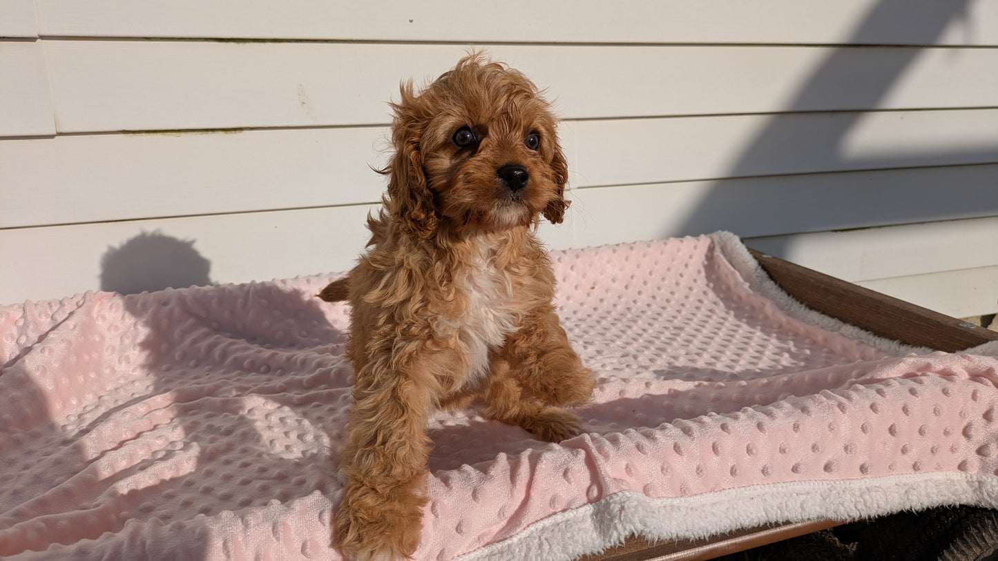 CAVAPOO (01/17) FEMALE