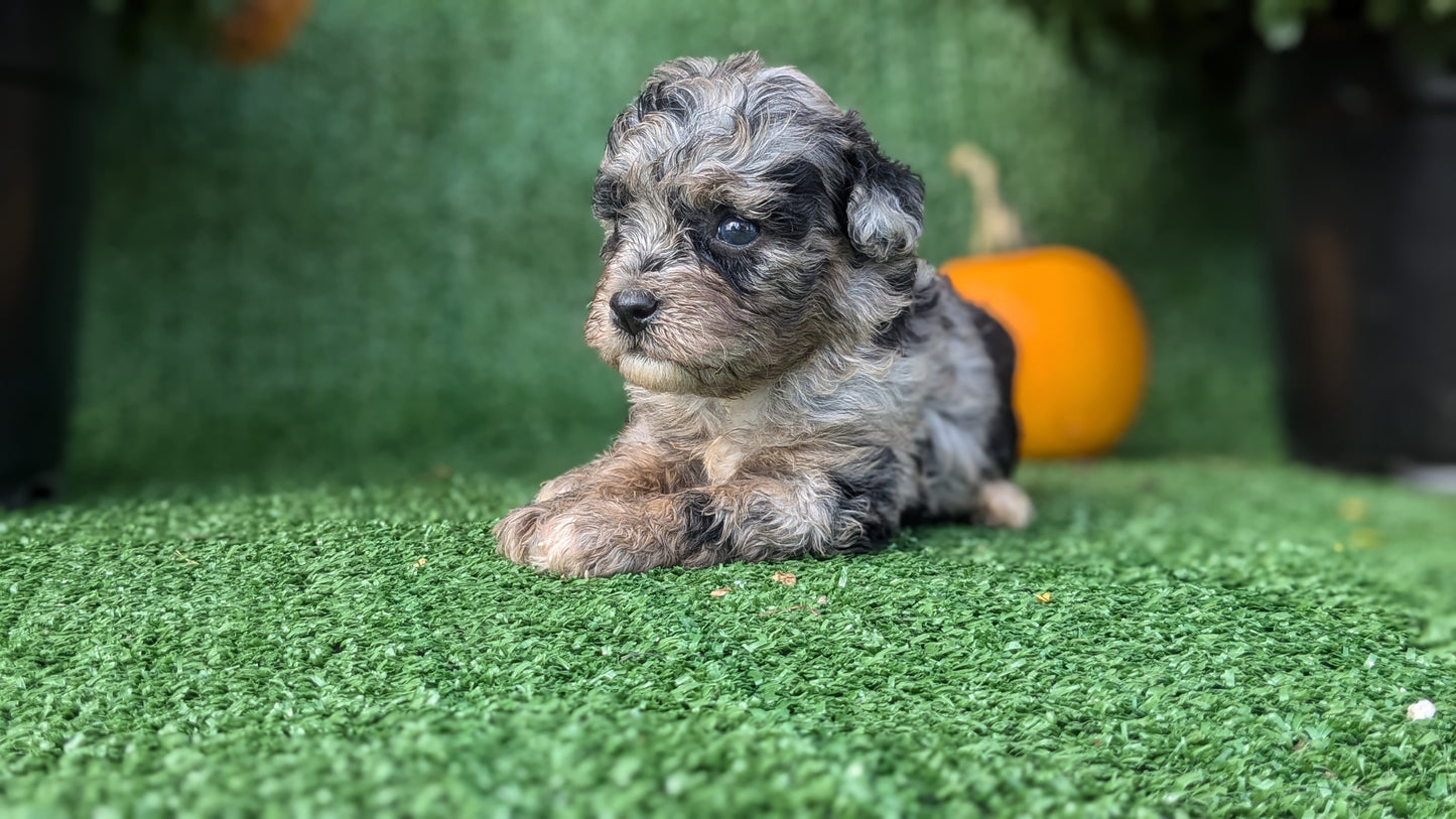 TOY POODLE (08/24) FEMALE