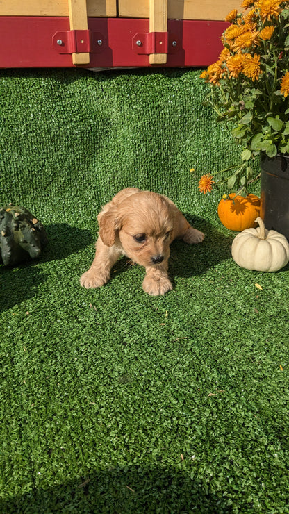 CAVAPOO (08/13) FEMALE