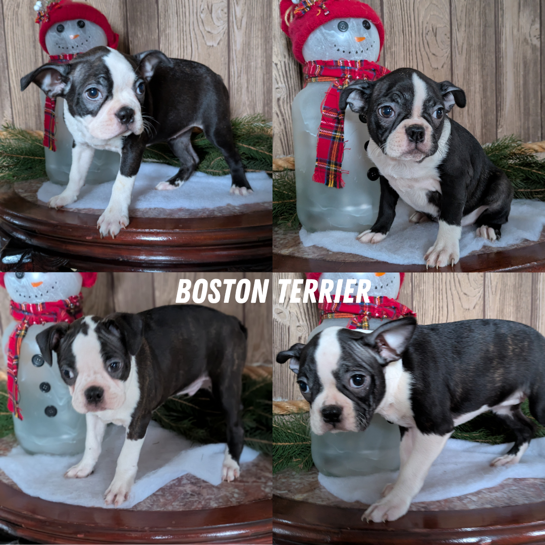 BOSTON TERRIER (10/26) FEMALE