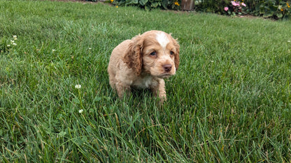 COCKER SPANIEL (06/16) MALE