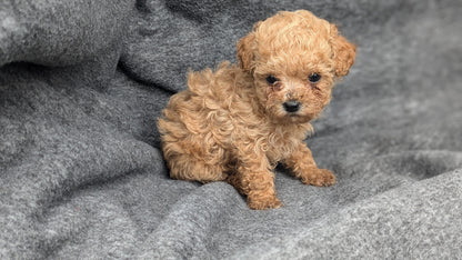 MALTIPOO (09/23) FEMALE