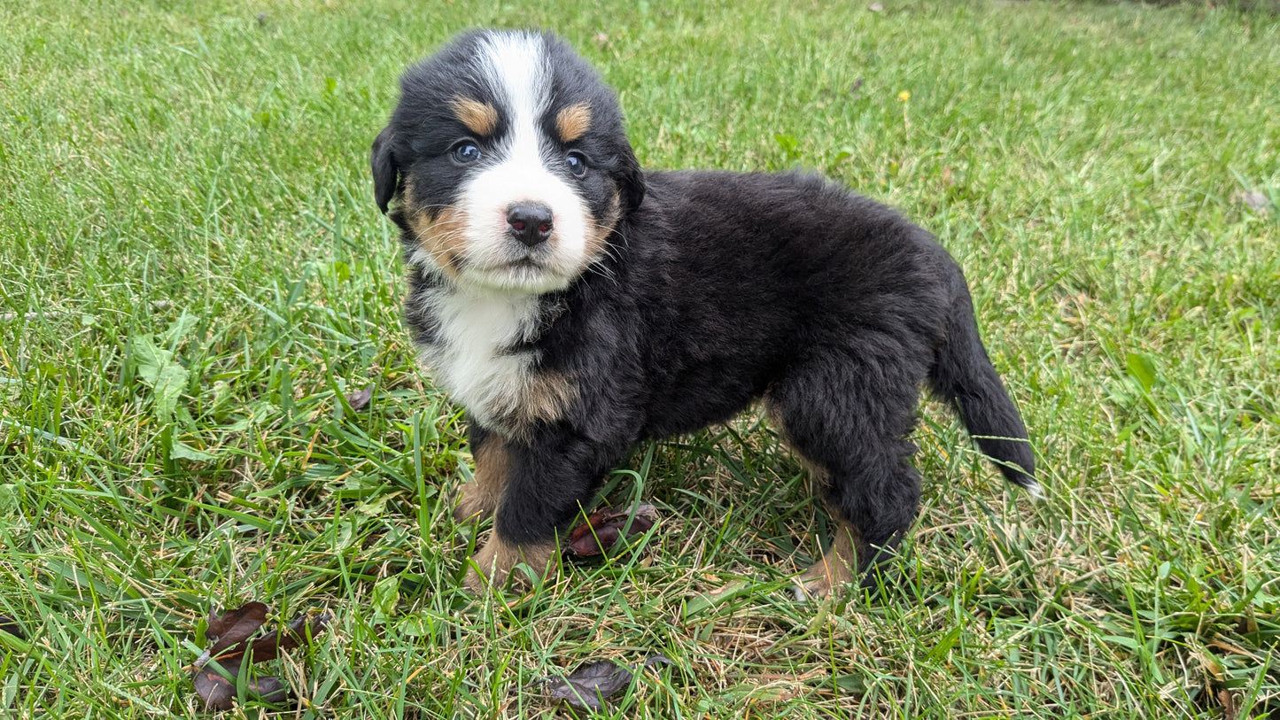 BERNESE MOUNTAIN DOG (08/18) MALE