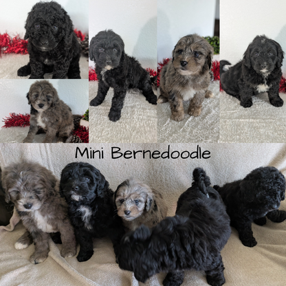 MINI BERNEDOODLE (10/14) MALE