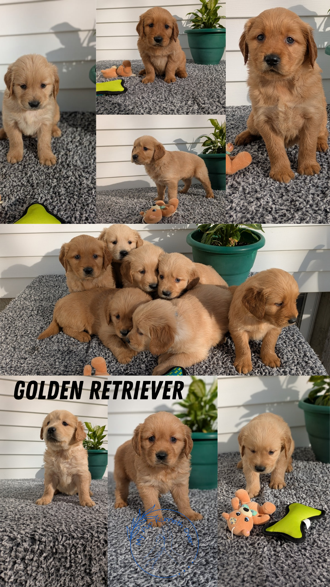 GOLDEN RETRIEVER (12/24) FEMALE