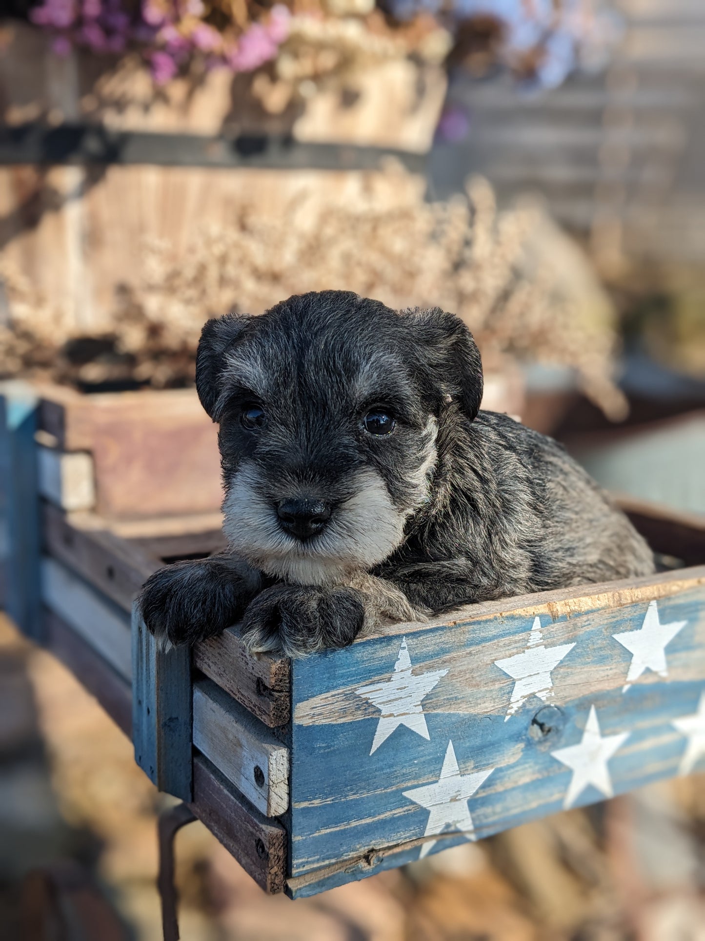 MINI SCHNAUZER (12/27/23) FEMALE