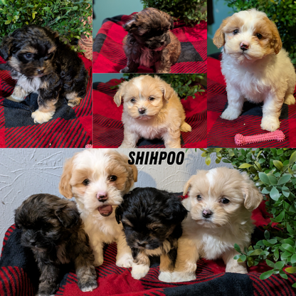 SHIHPOO (11/17) FEMALE