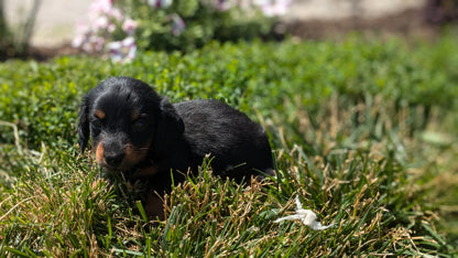 DACHSHUND (05/20) MALE