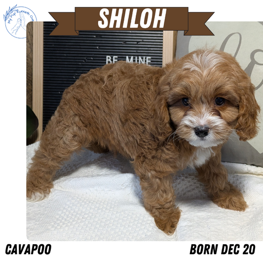 CAVAPOO (12/20) MALE