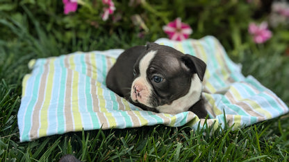 BOSTON TERRIER (08/24) MALE