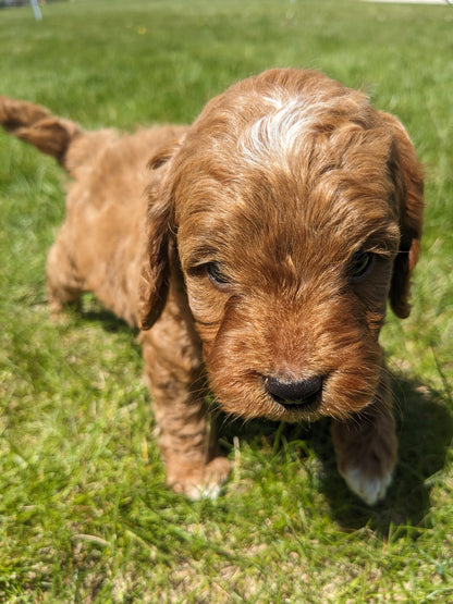 CAVAPOO (03/17) MALE