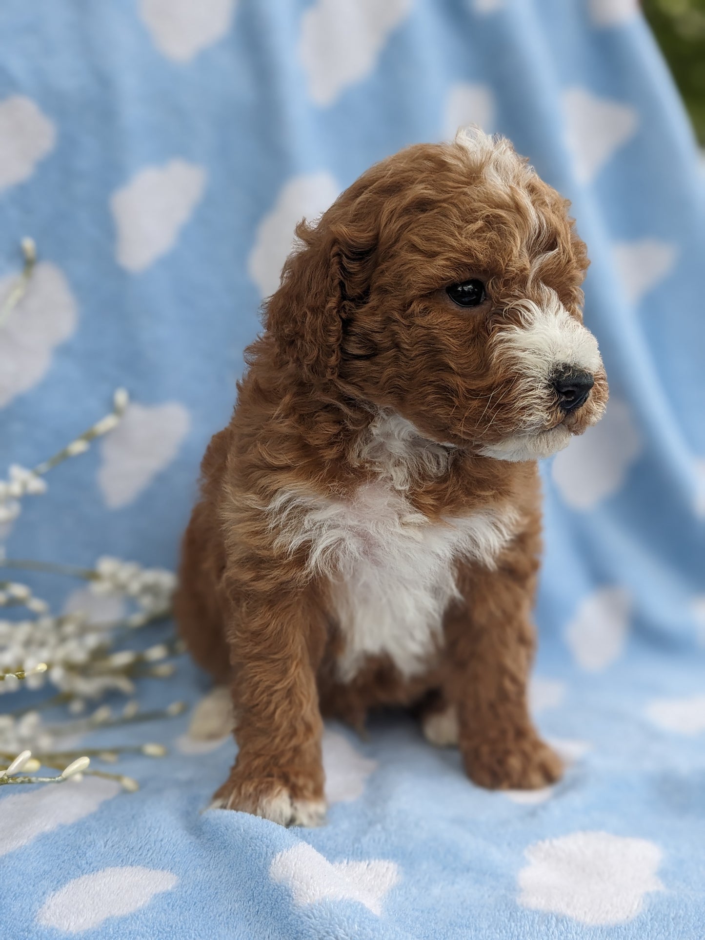 MINI GOLDENDOODLE (03/20) MALE