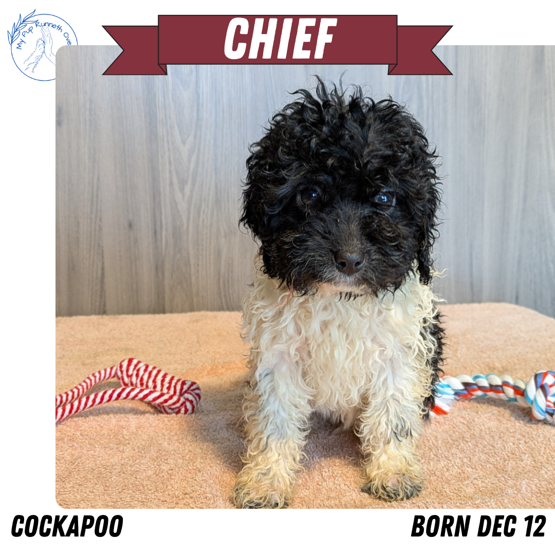 COCKAPOO (12/12) MALE