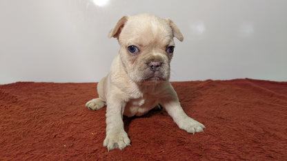 FRENCH BULLDOG (12/21) FEMALE