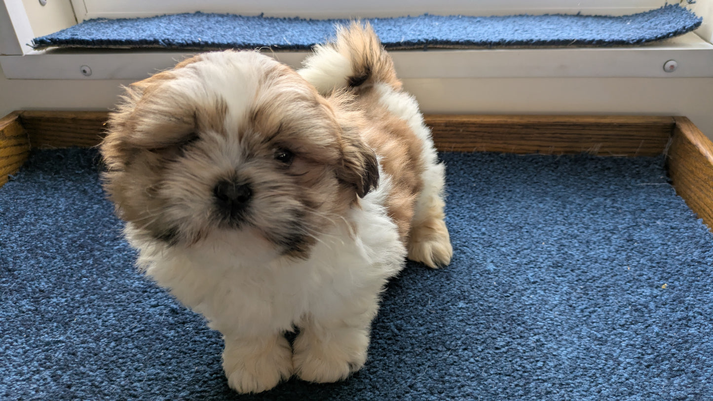 SHIH TZU (12/23) MALE