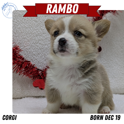 CORGI (12/19) MALE