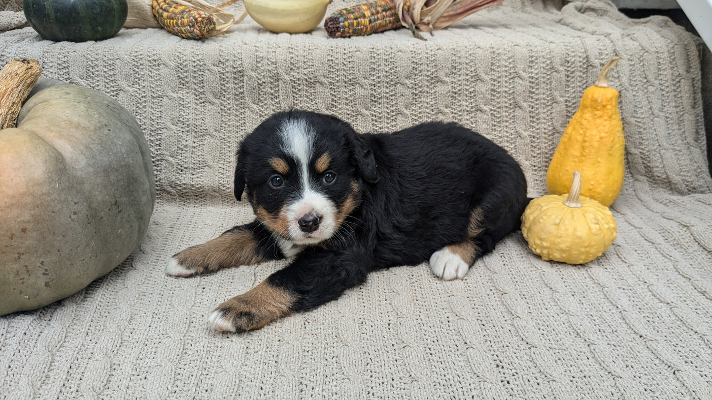 BERNESE MOUNTAIN DOG (08/18) FEMALE