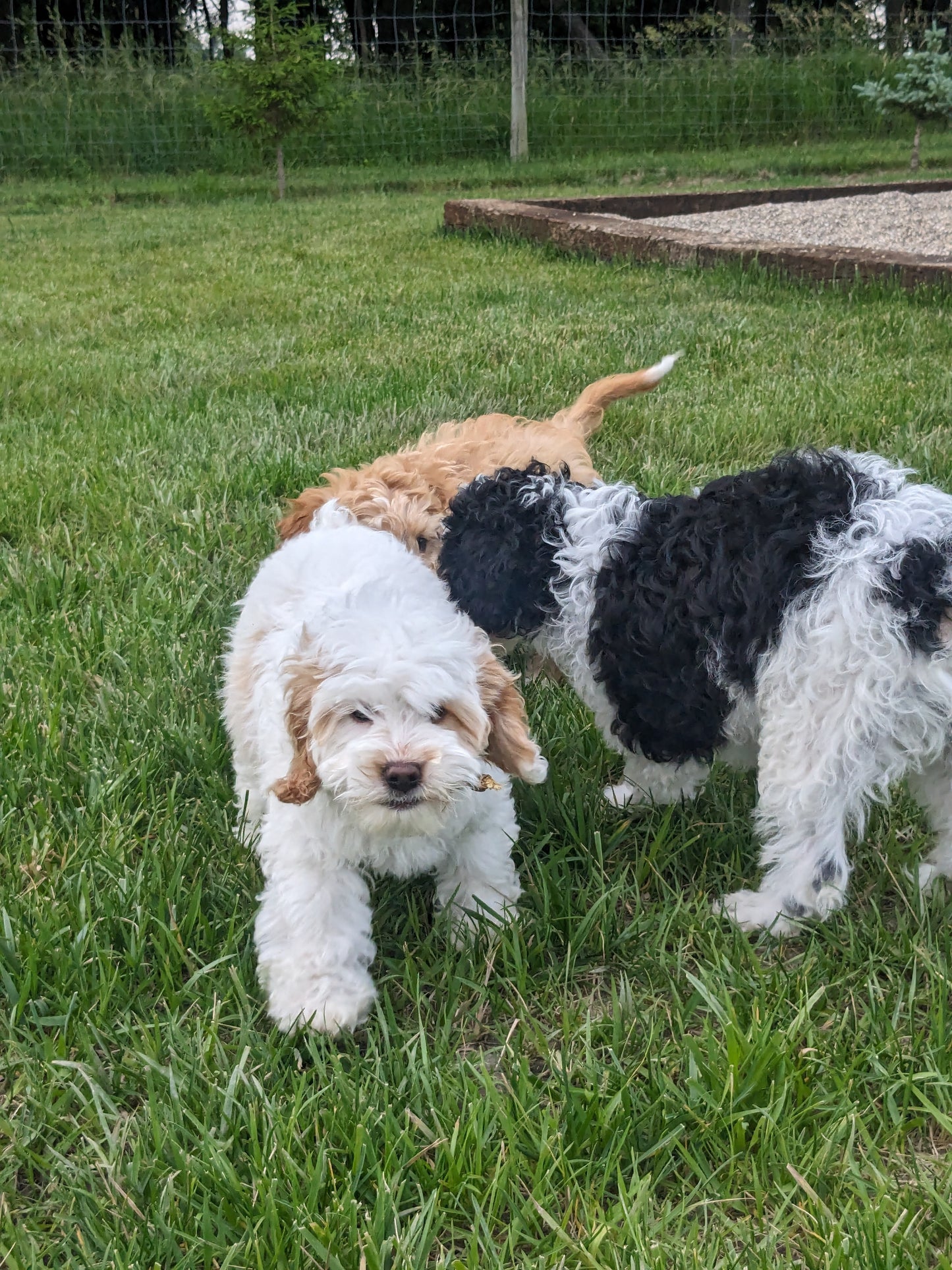 COCKAPOO (03/09) MALE