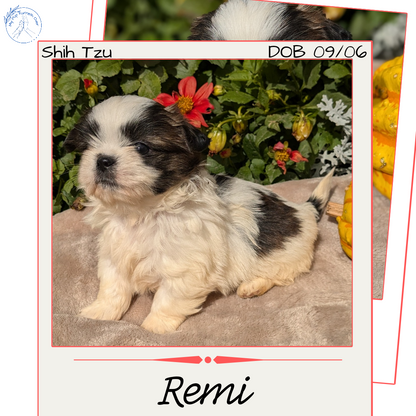 SHIH TZU (09/06) FEMALE