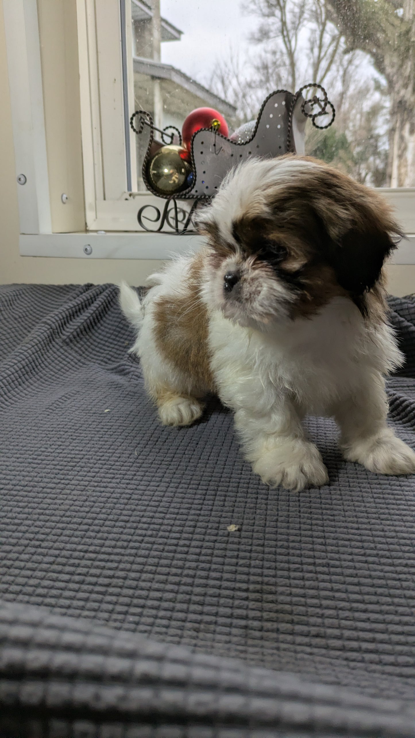 SHIH TZU (10/30) MALE