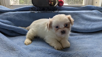 SHIH TZU (10/28) FEMALE