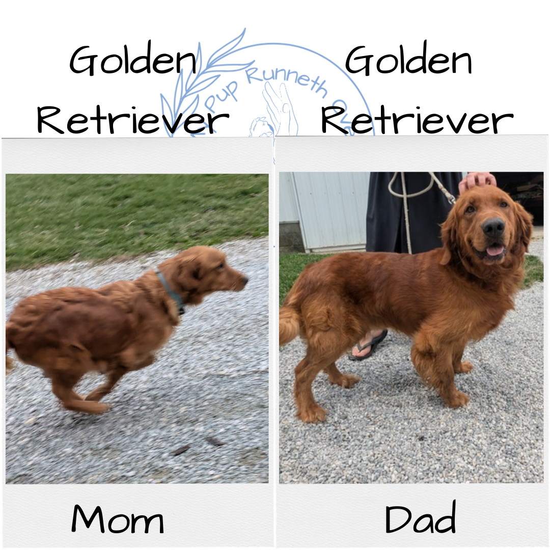 GOLDEN RETRIEVER (11/13) MALE