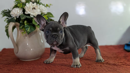 FRENCH BULLDOG (12/21) MALE