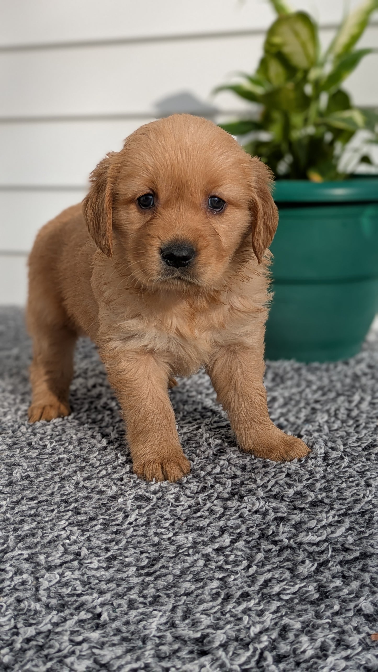 GOLDEN RETRIEVER (12/25) FEMALE