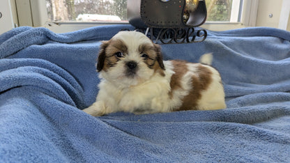 SHIH TZU (10/30) MALE