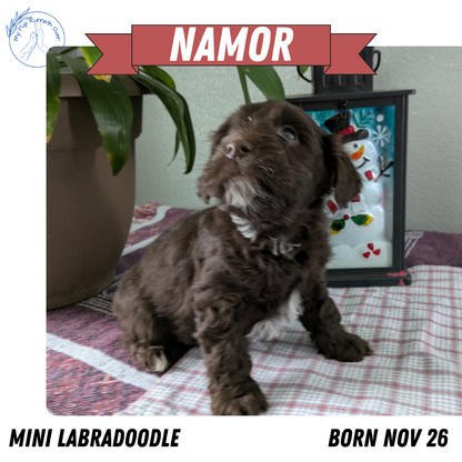 MINI LABRADOODLE (11/26) MALE