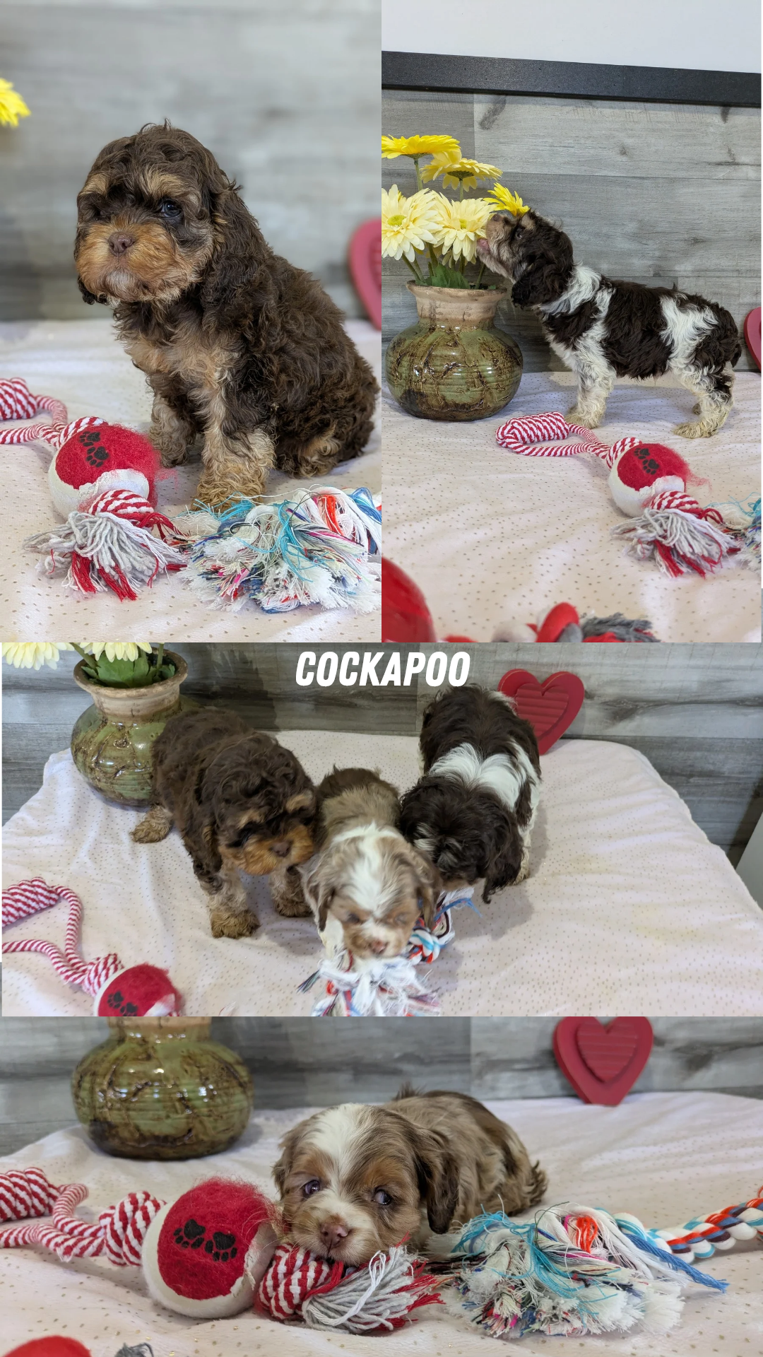 COCKAPOO (12/11) MALE