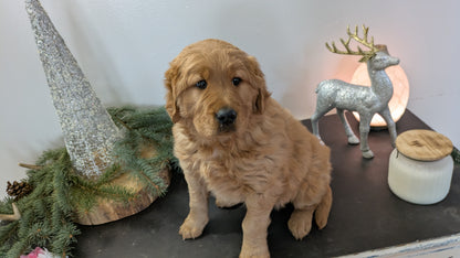 GOLDEN RETRIEVER (10/22) FEMALE