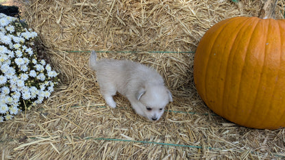 POMSKY-POO (08/13) FEMALE