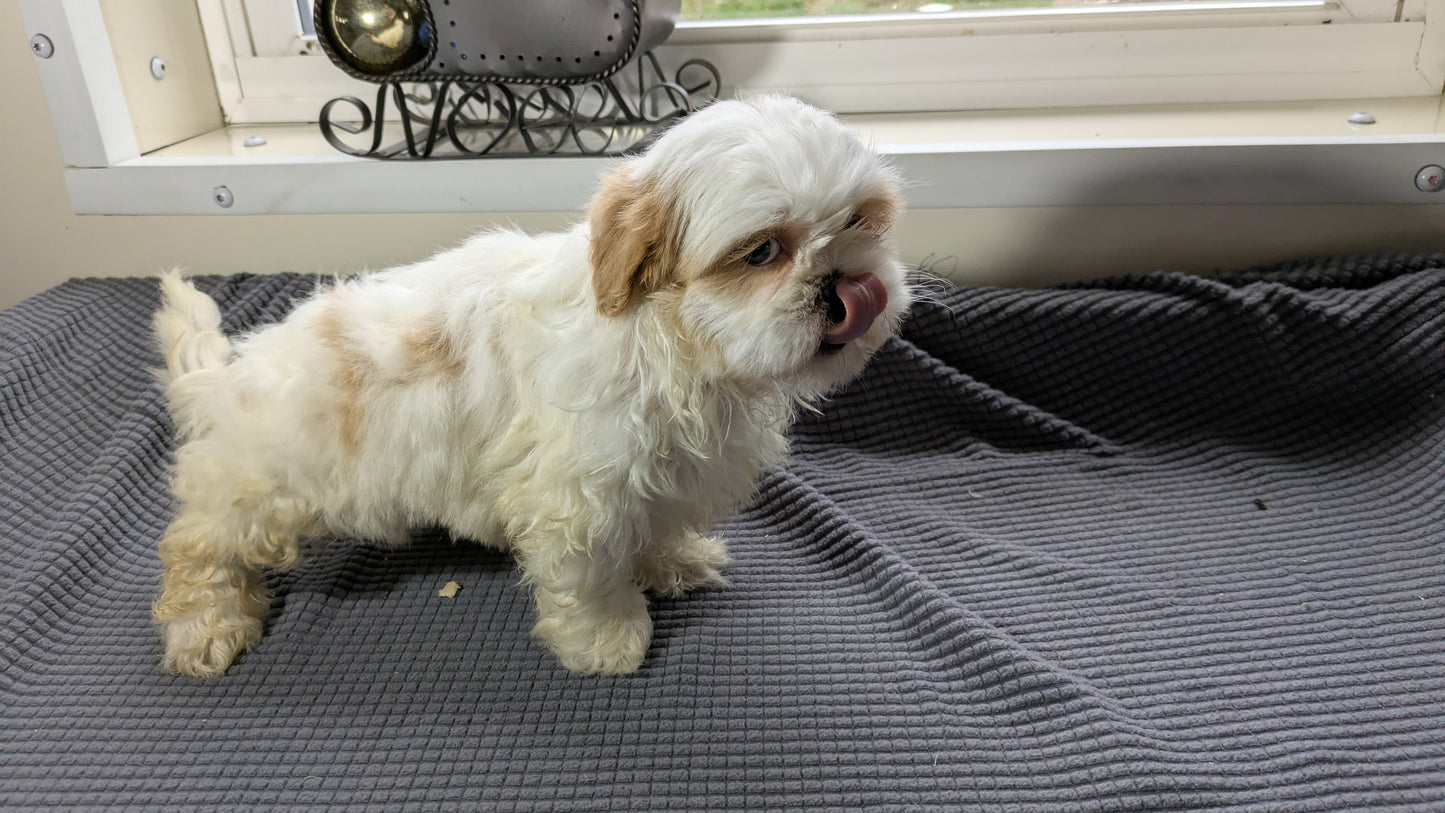 SHIH TZU (10/30) FEMALE