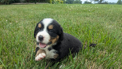 BERNESE MOUNTAIN DOG (06/03) FEMALE