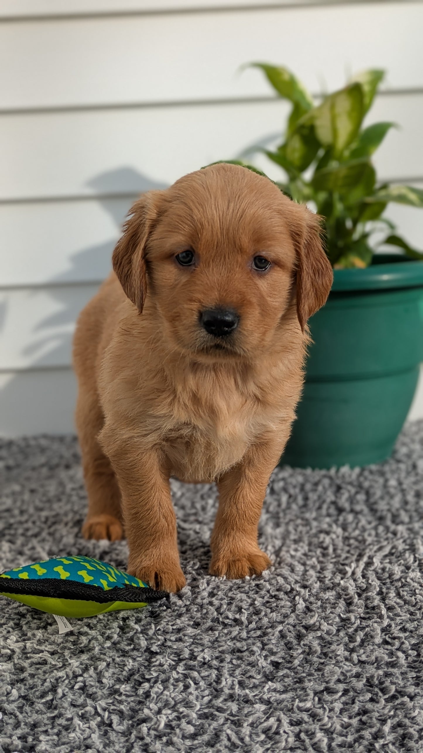 GOLDEN RETRIEVER (12/25) FEMALE