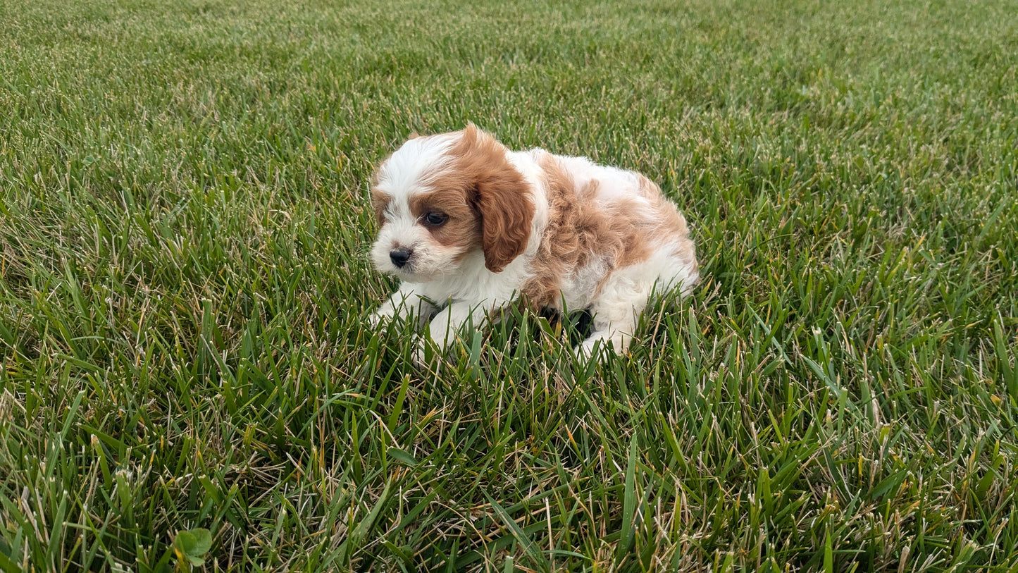 CAVAPOO (06/29) FEMALE