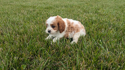 CAVAPOO (06/29) FEMALE