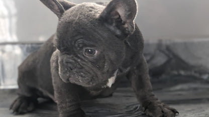 FRENCH BULLDOG (10/12) MALE